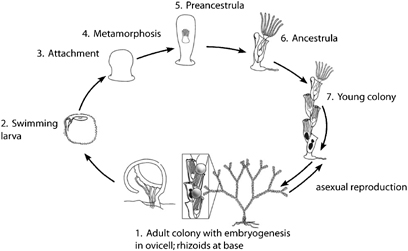 figure image